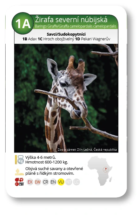 Kvarteto - ZOO - papírová krabička
