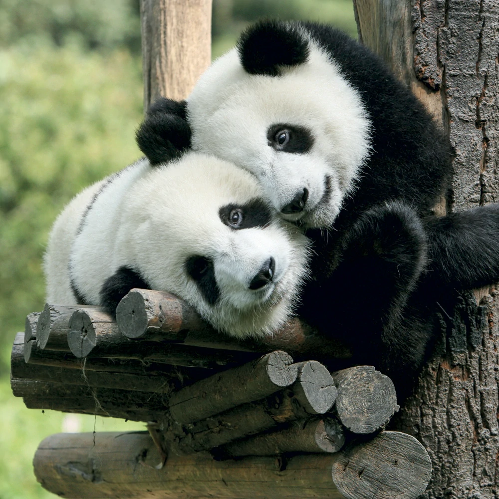 Kalendář nástěnný Pandy PGP-36316